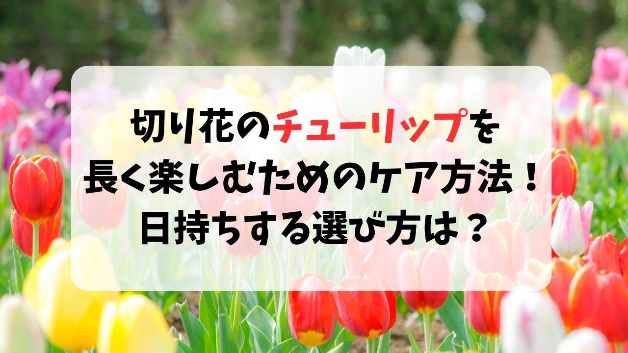 切り花のチューリップを長く楽しむためのケア方法！日持ちする選び方は？